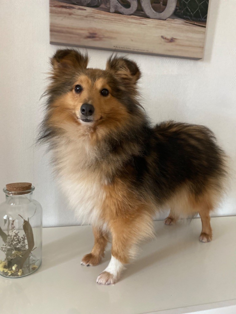 Sharlotte des jardins de verone