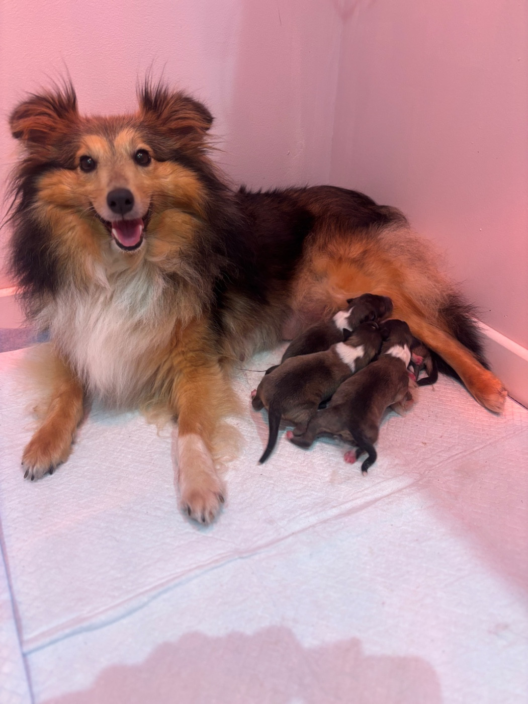 Du Domaine Des Embruns Salés - Shetland Sheepdog - Portée née le 29/10/2025