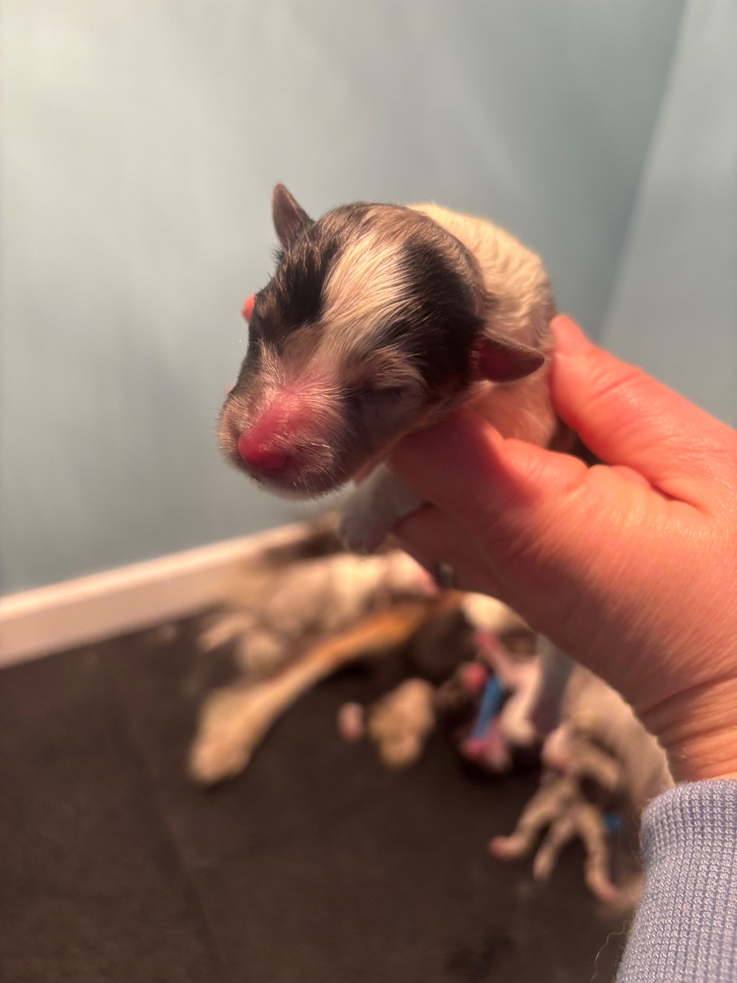 Du Domaine Des Embruns Salés - Chiots disponibles - Shetland Sheepdog