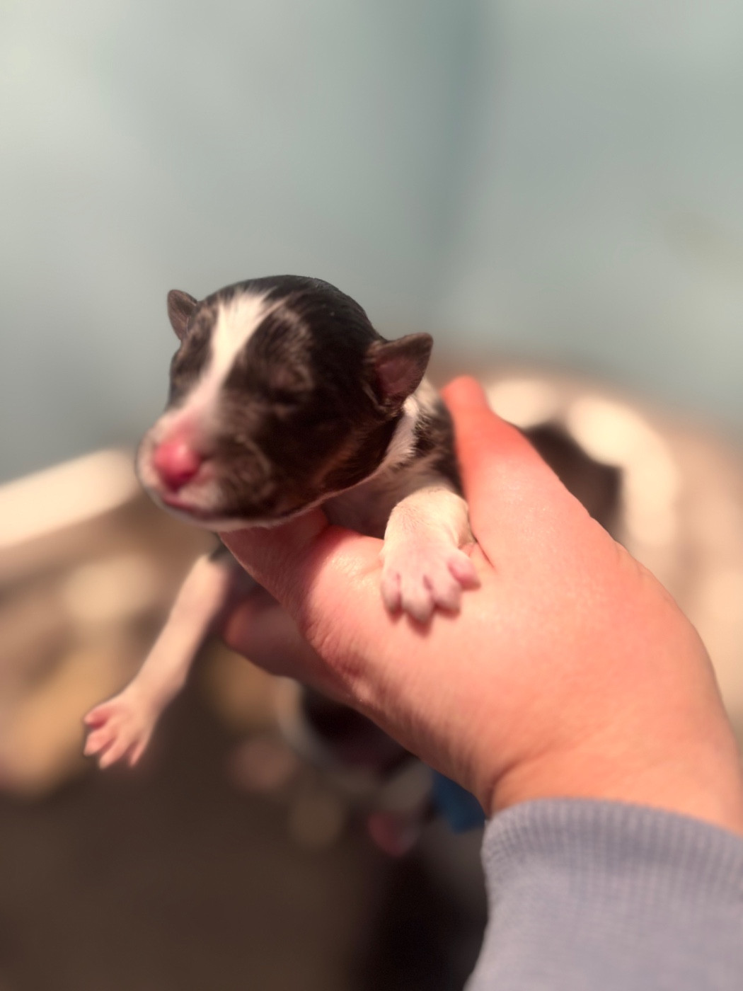 Du Domaine Des Embruns Salés - Chiots disponibles - Shetland Sheepdog