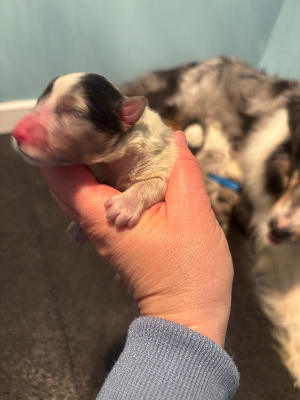 Du Domaine Des Embruns Salés - Chiots disponibles - Shetland Sheepdog