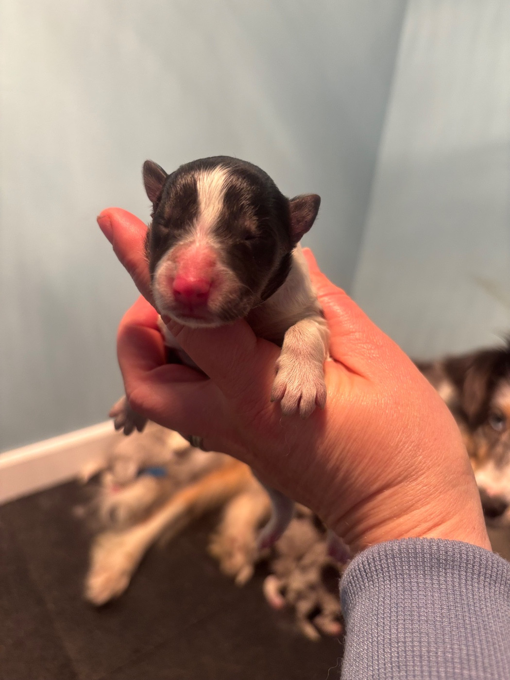 Du Domaine Des Embruns Salés - Chiots disponibles - Shetland Sheepdog