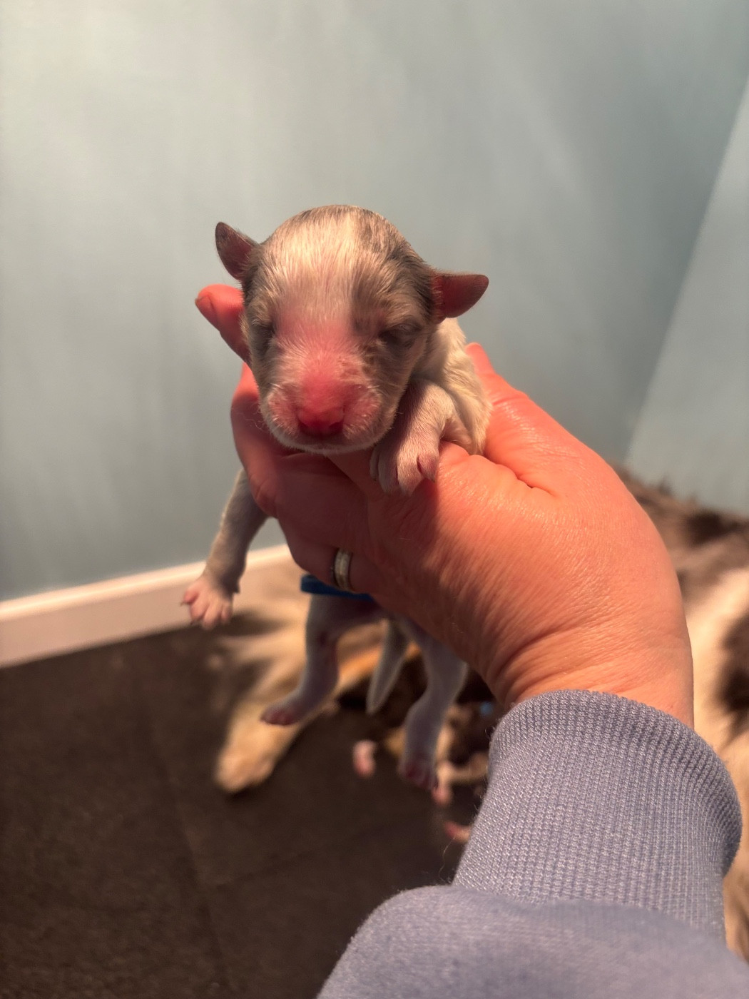 Du Domaine Des Embruns Salés - Chiots disponibles - Shetland Sheepdog