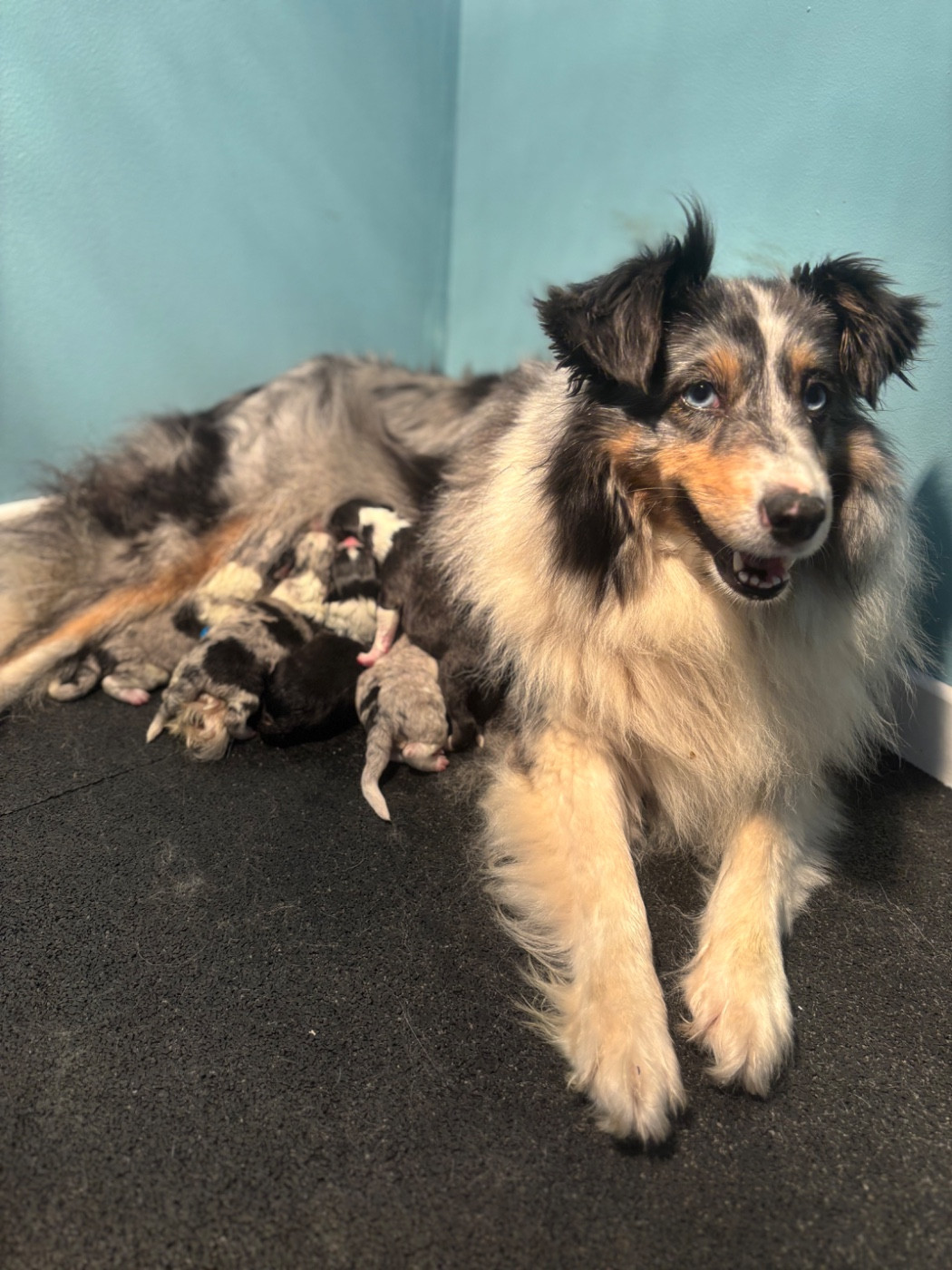 Chiot Shetland Sheepdog Du Domaine Des Embruns Salés