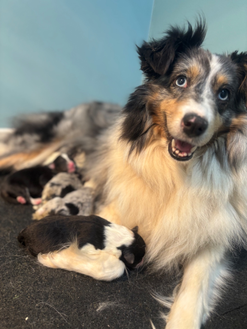Du Domaine Des Embruns Salés - Shetland Sheepdog - Portée née le 08/11/2025