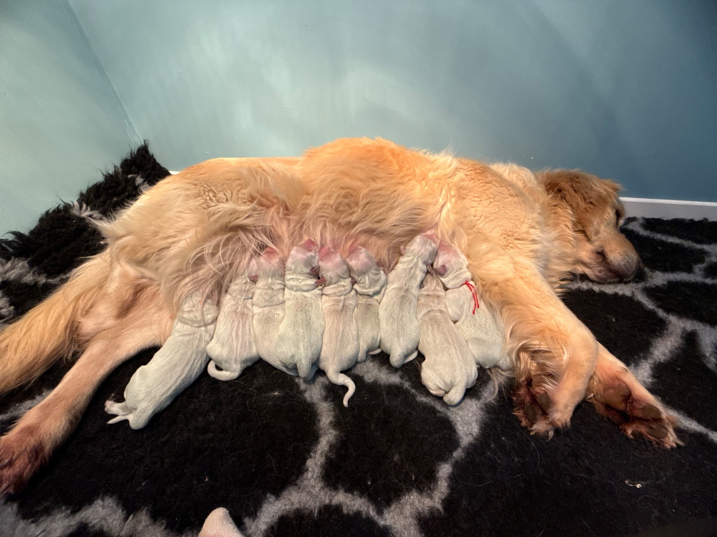 Du Domaine Des Embruns Salés - Golden Retriever - Portée née le 01/02/2026