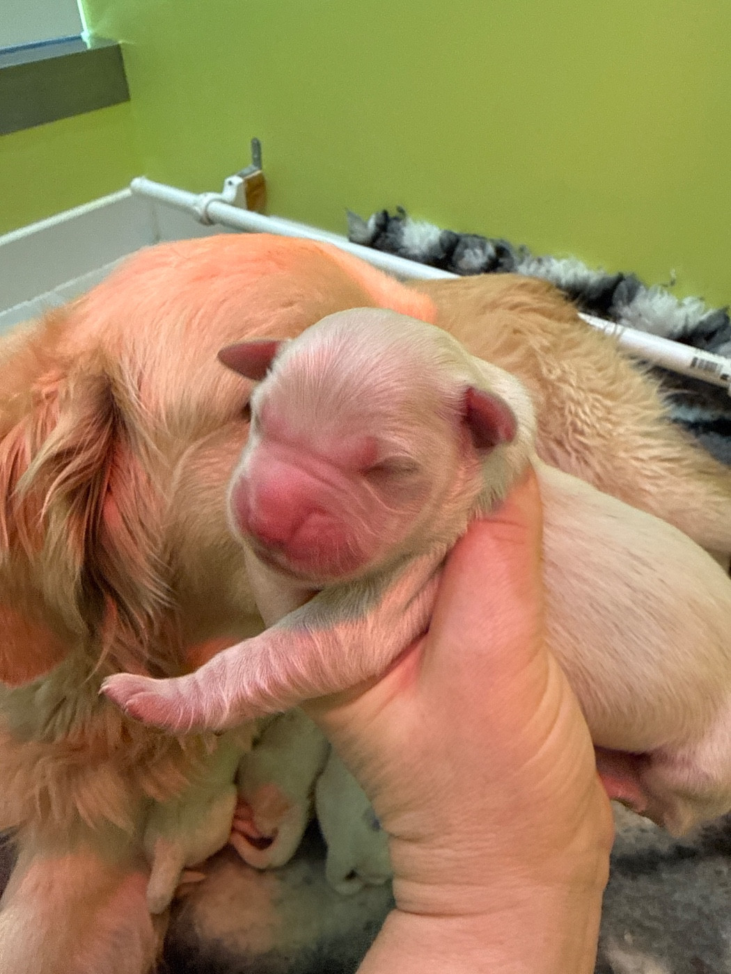 Du Domaine Des Embruns Salés - Chiots disponibles - Golden Retriever