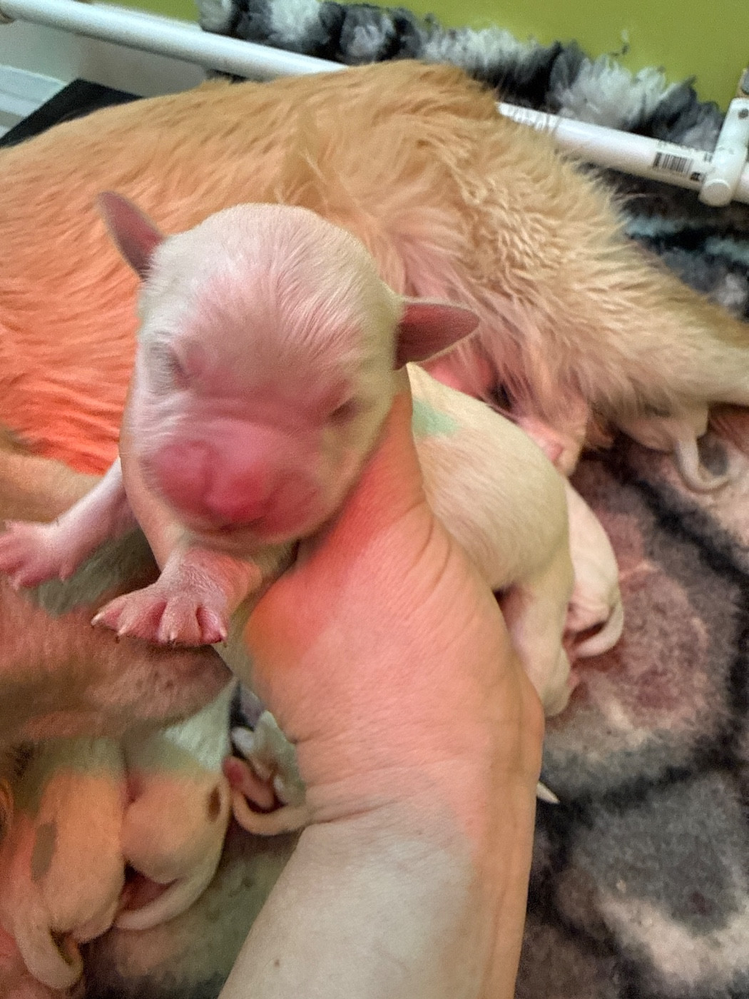 Du Domaine Des Embruns Salés - Chiots disponibles - Golden Retriever