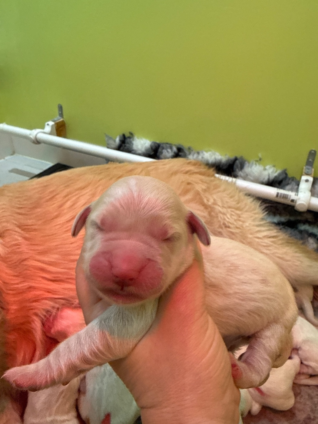 Du Domaine Des Embruns Salés - Chiots disponibles - Golden Retriever