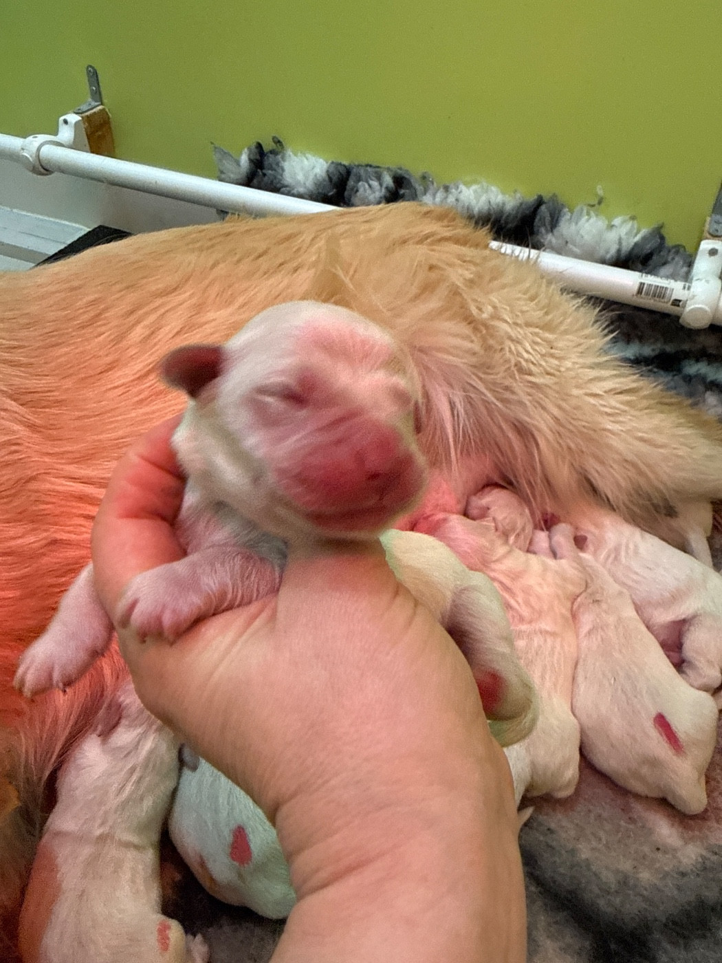 Du Domaine Des Embruns Salés - Chiots disponibles - Golden Retriever