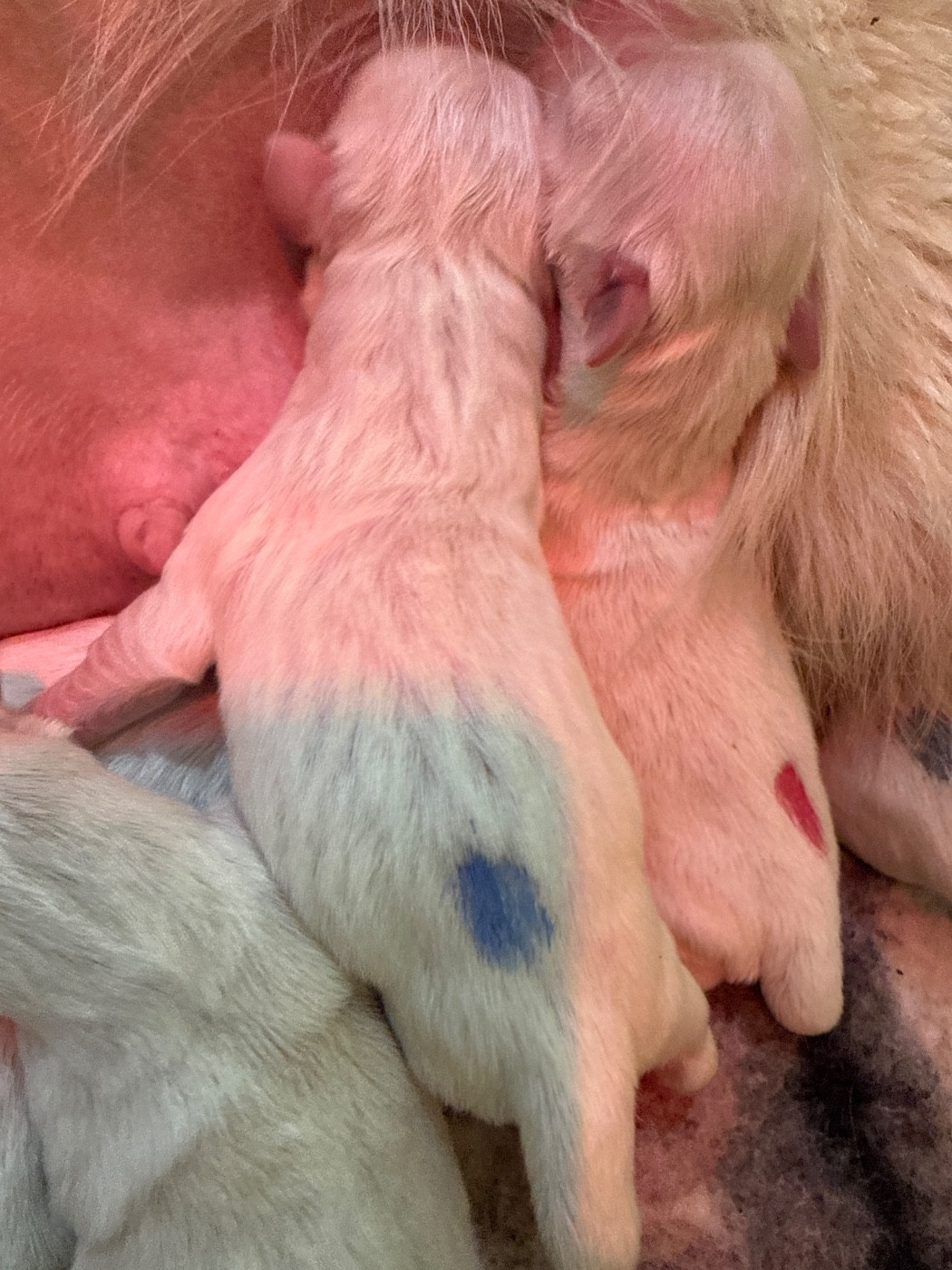 Du Domaine Des Embruns Salés - Chiots disponibles - Golden Retriever