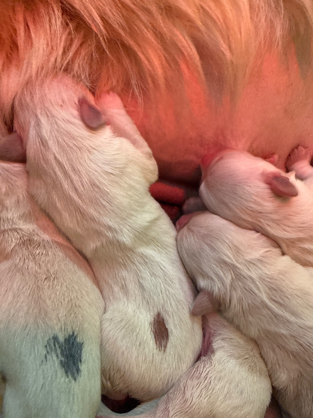 Du Domaine Des Embruns Salés - Chiots disponibles - Golden Retriever