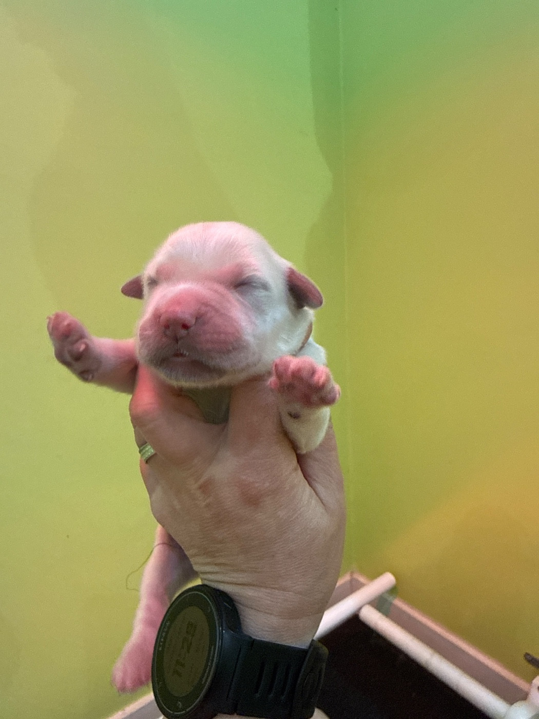 Du Domaine Des Embruns Salés - Chiots disponibles - Golden Retriever