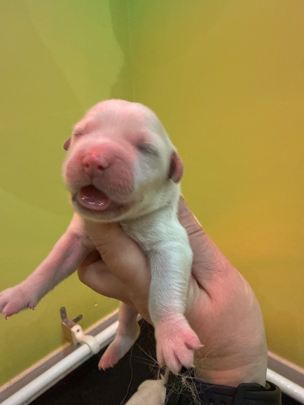 Du Domaine Des Embruns Salés - Chiots disponibles - Golden Retriever