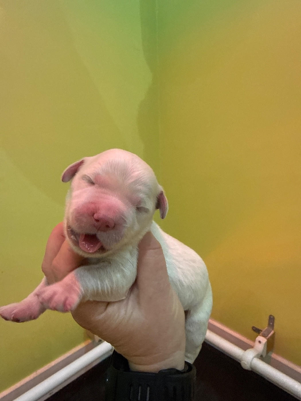 Du Domaine Des Embruns Salés - Chiots disponibles - Golden Retriever