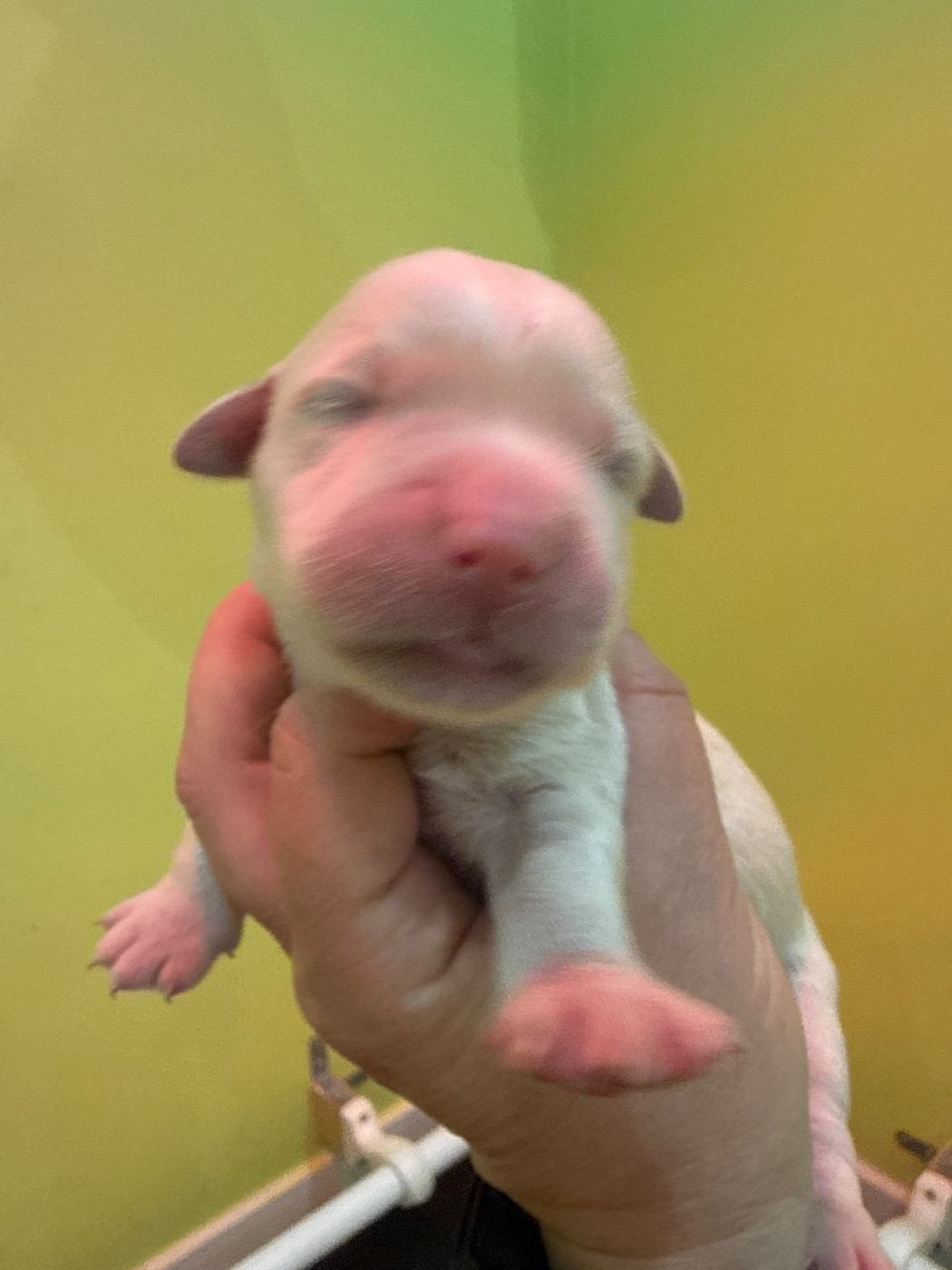 Du Domaine Des Embruns Salés - Chiots disponibles - Golden Retriever