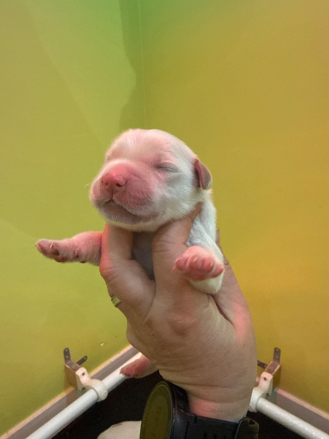 Du Domaine Des Embruns Salés - Chiots disponibles - Golden Retriever