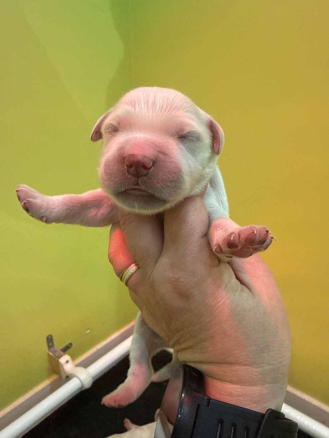 Du Domaine Des Embruns Salés - Chiots disponibles - Golden Retriever