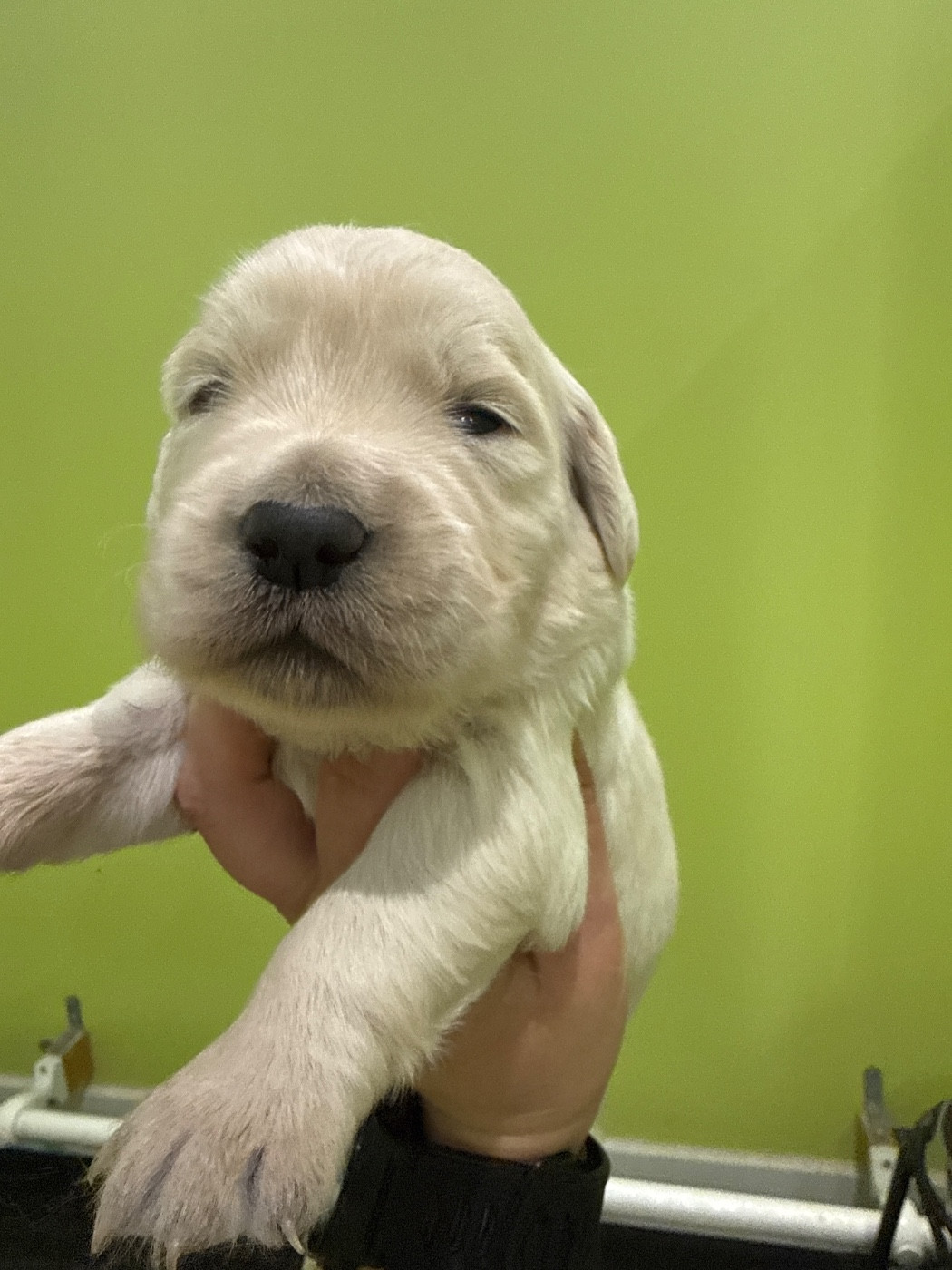 Du Domaine Des Embruns Salés - Chiots disponibles - Golden Retriever