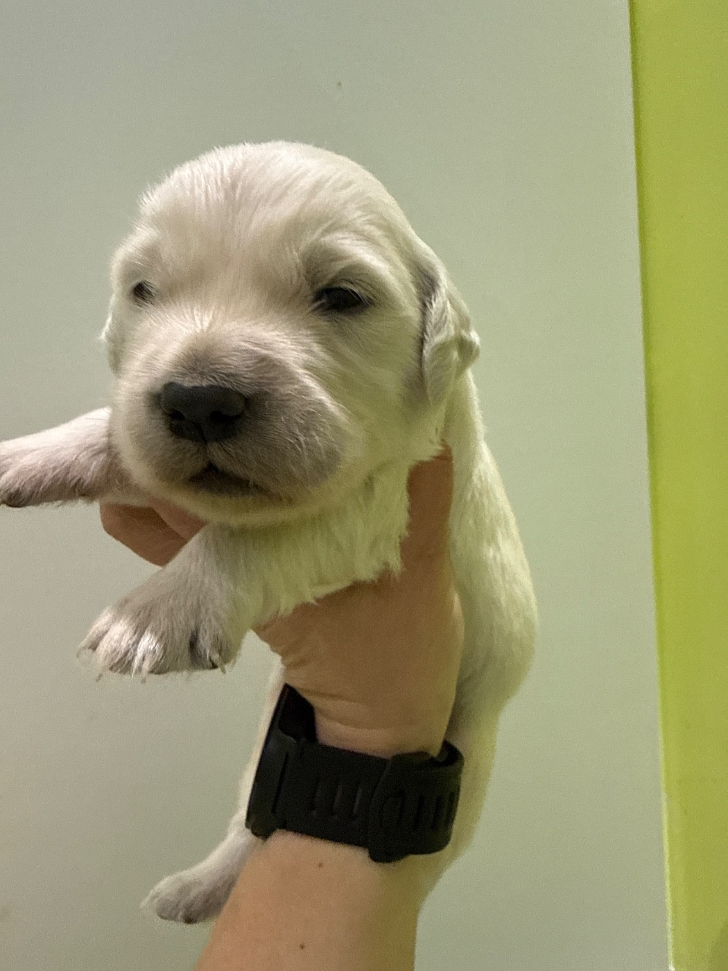 Du Domaine Des Embruns Salés - Chiots disponibles - Golden Retriever