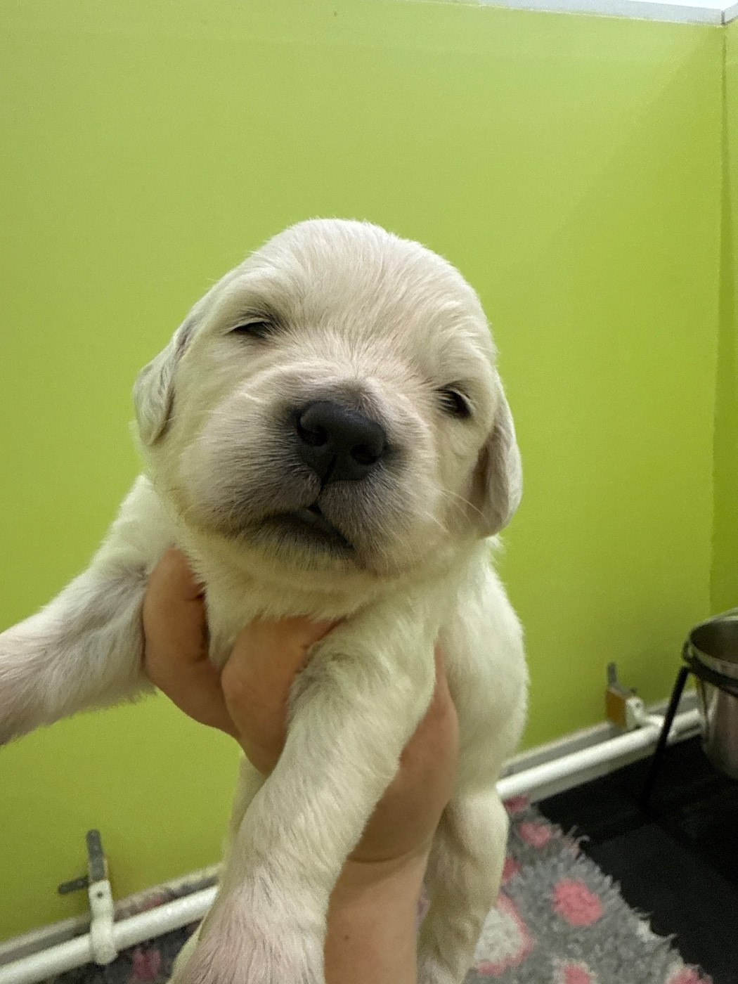 Du Domaine Des Embruns Salés - Chiots disponibles - Golden Retriever