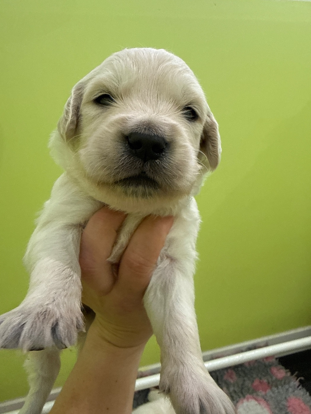 Du Domaine Des Embruns Salés - Chiots disponibles - Golden Retriever