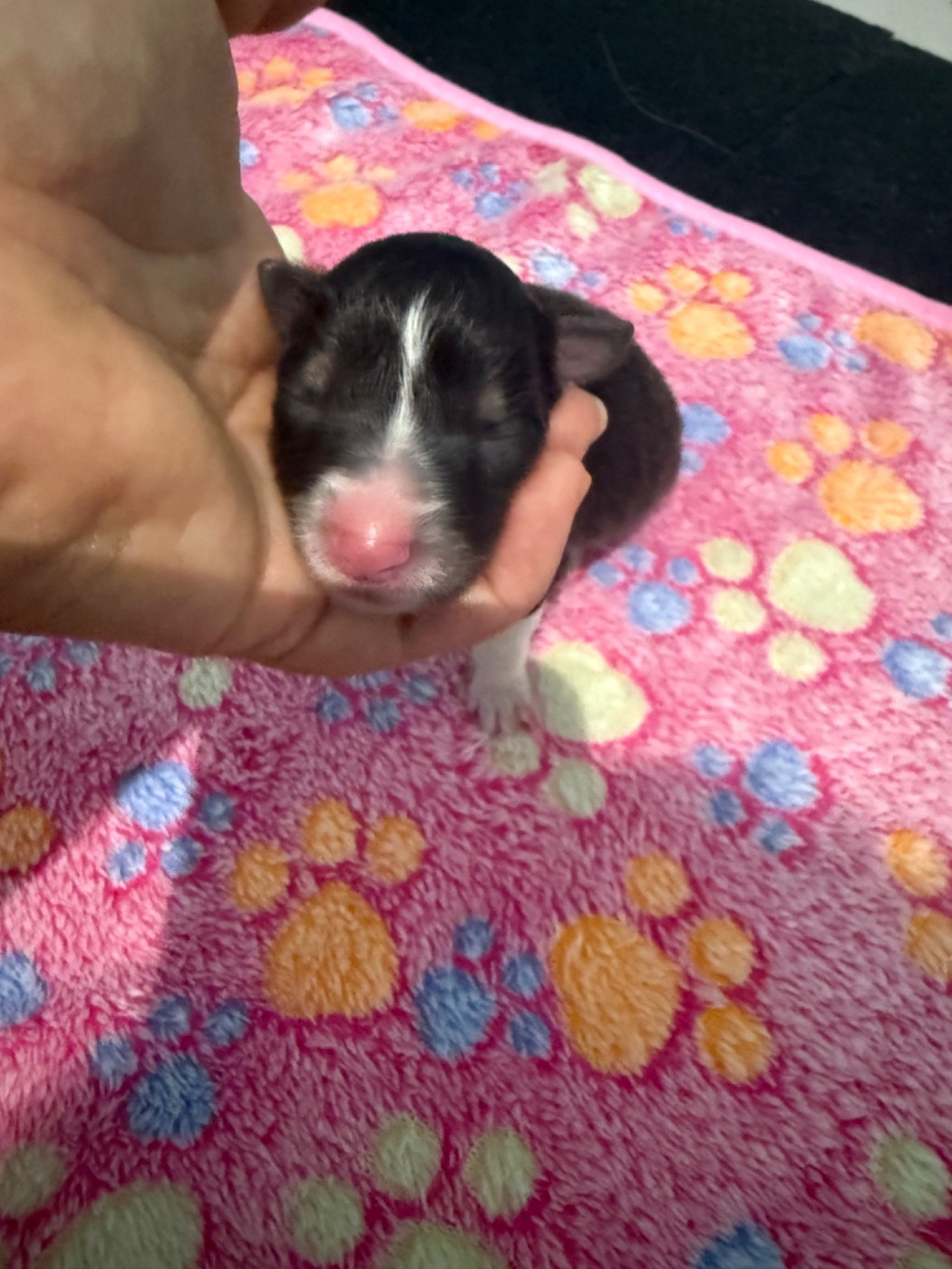 Du Domaine Des Embruns Salés - Chiots disponibles - Shetland Sheepdog