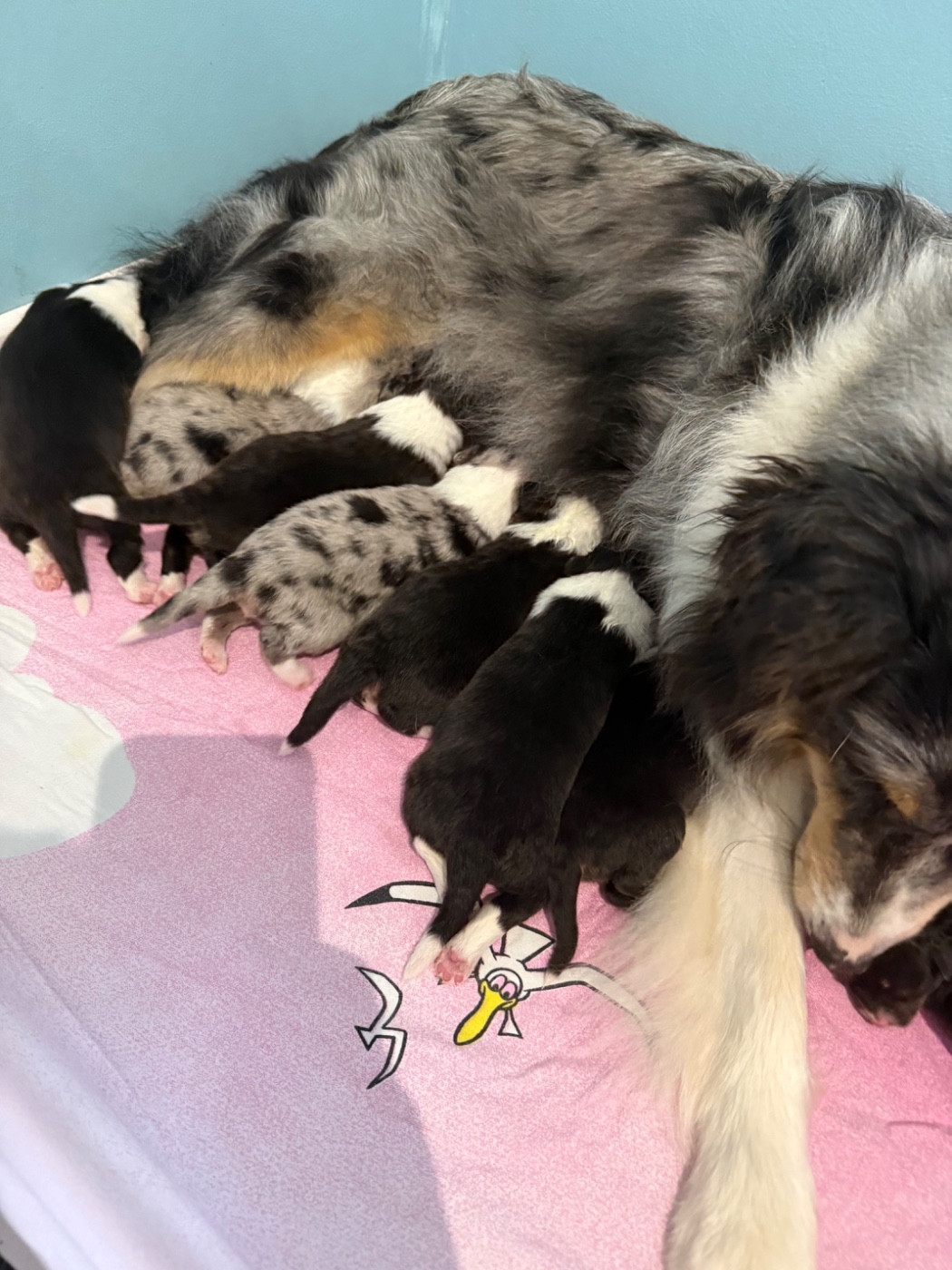 Du Domaine Des Embruns Salés - Chiots disponibles - Shetland Sheepdog