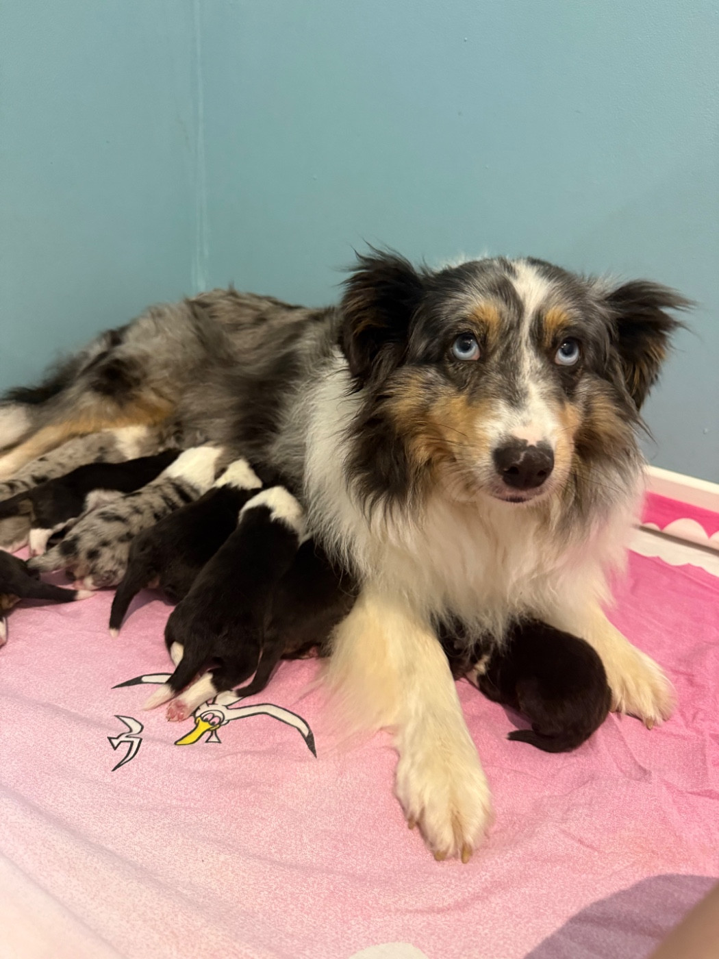 Du Domaine Des Embruns Salés - Chiots disponibles - Shetland Sheepdog