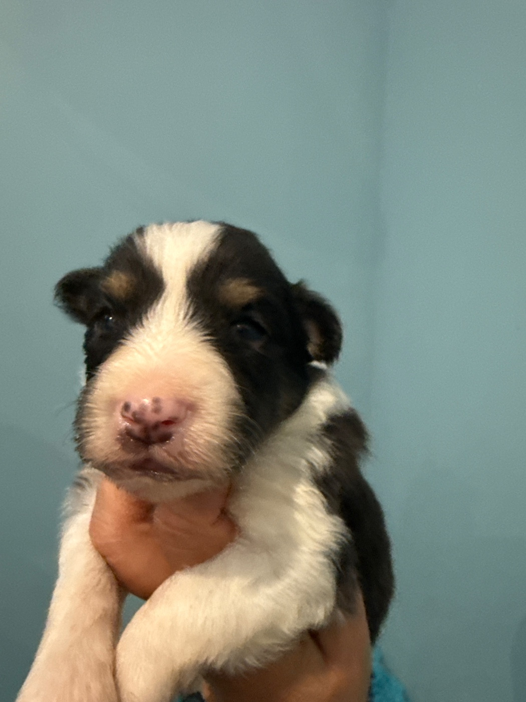 Du Domaine Des Embruns Salés - Chiots disponibles - Shetland Sheepdog