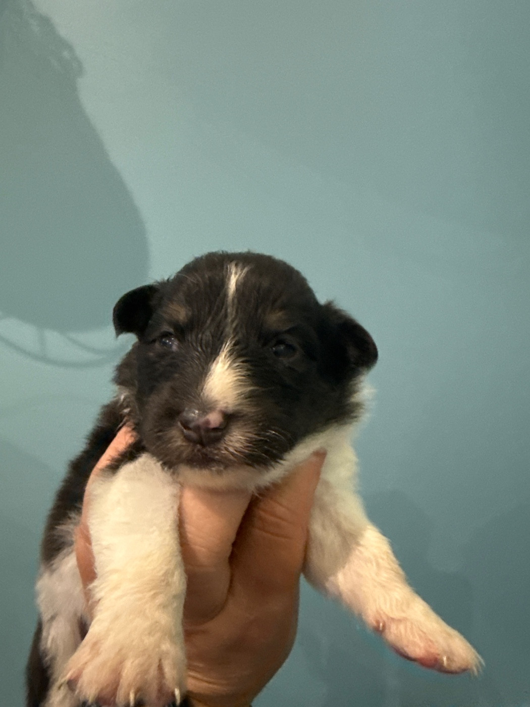 Du Domaine Des Embruns Salés - Chiots disponibles - Shetland Sheepdog