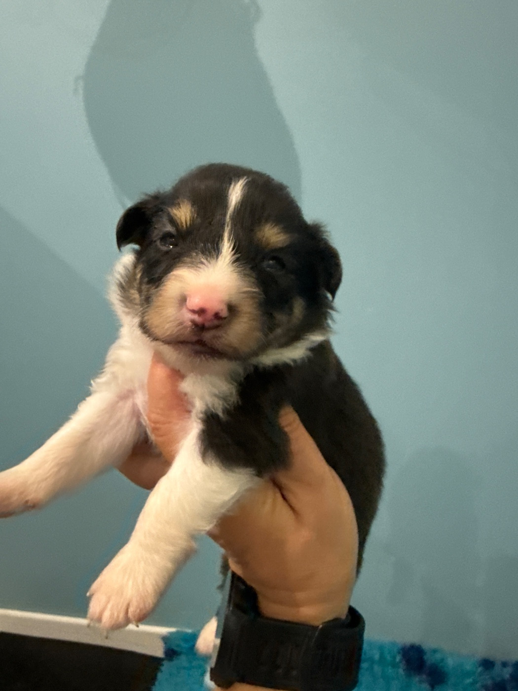 Du Domaine Des Embruns Salés - Chiots disponibles - Shetland Sheepdog