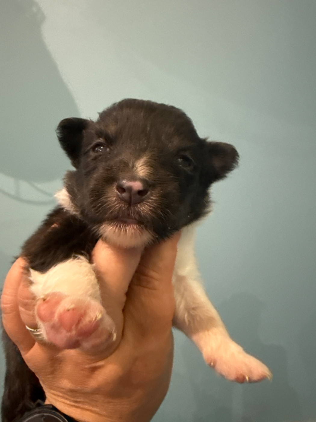 Du Domaine Des Embruns Salés - Chiots disponibles - Shetland Sheepdog