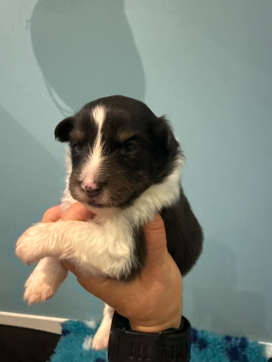 Du Domaine Des Embruns Salés - Chiots disponibles - Shetland Sheepdog