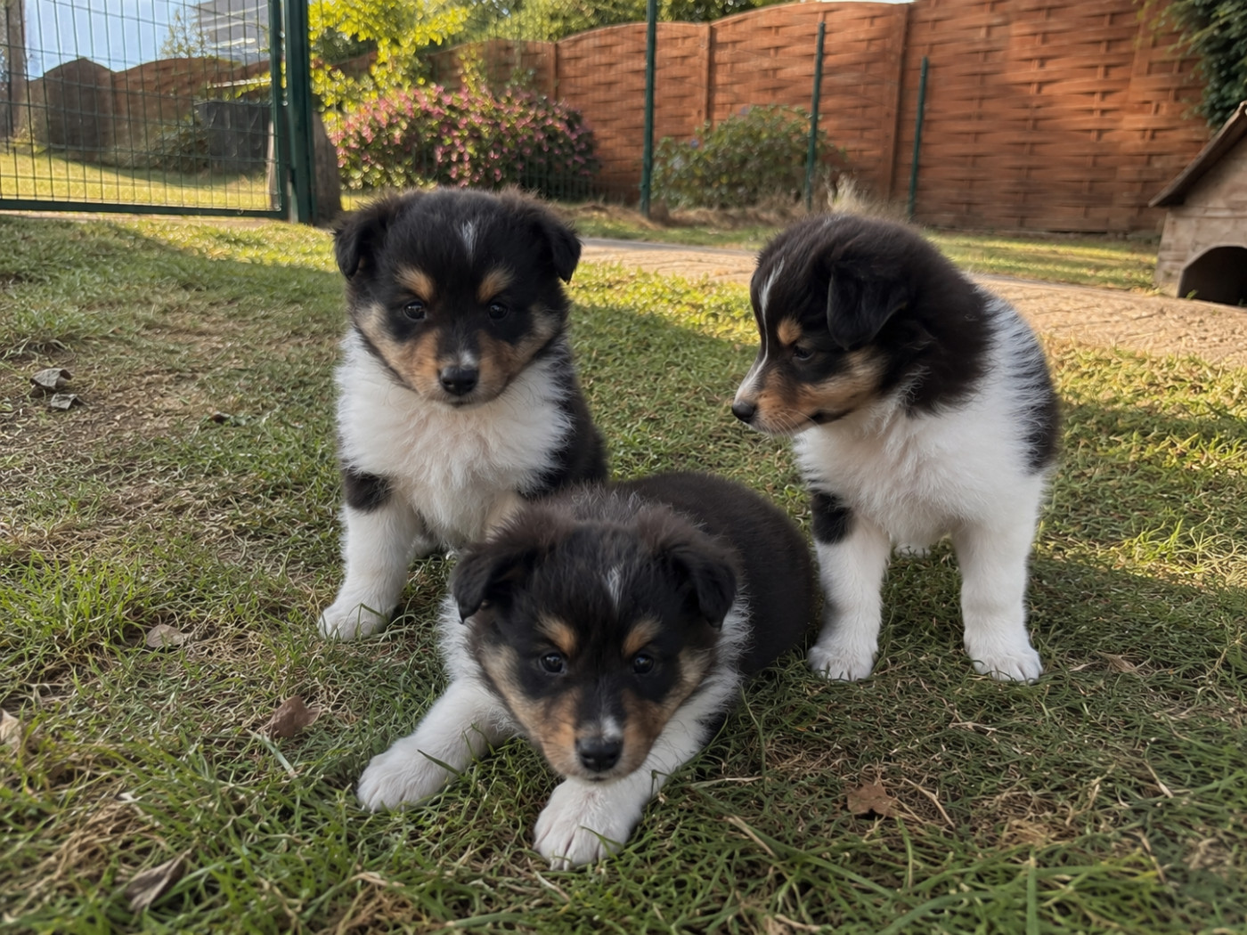 Chiot Shetland Sheepdog Du Domaine Des Embruns Salés