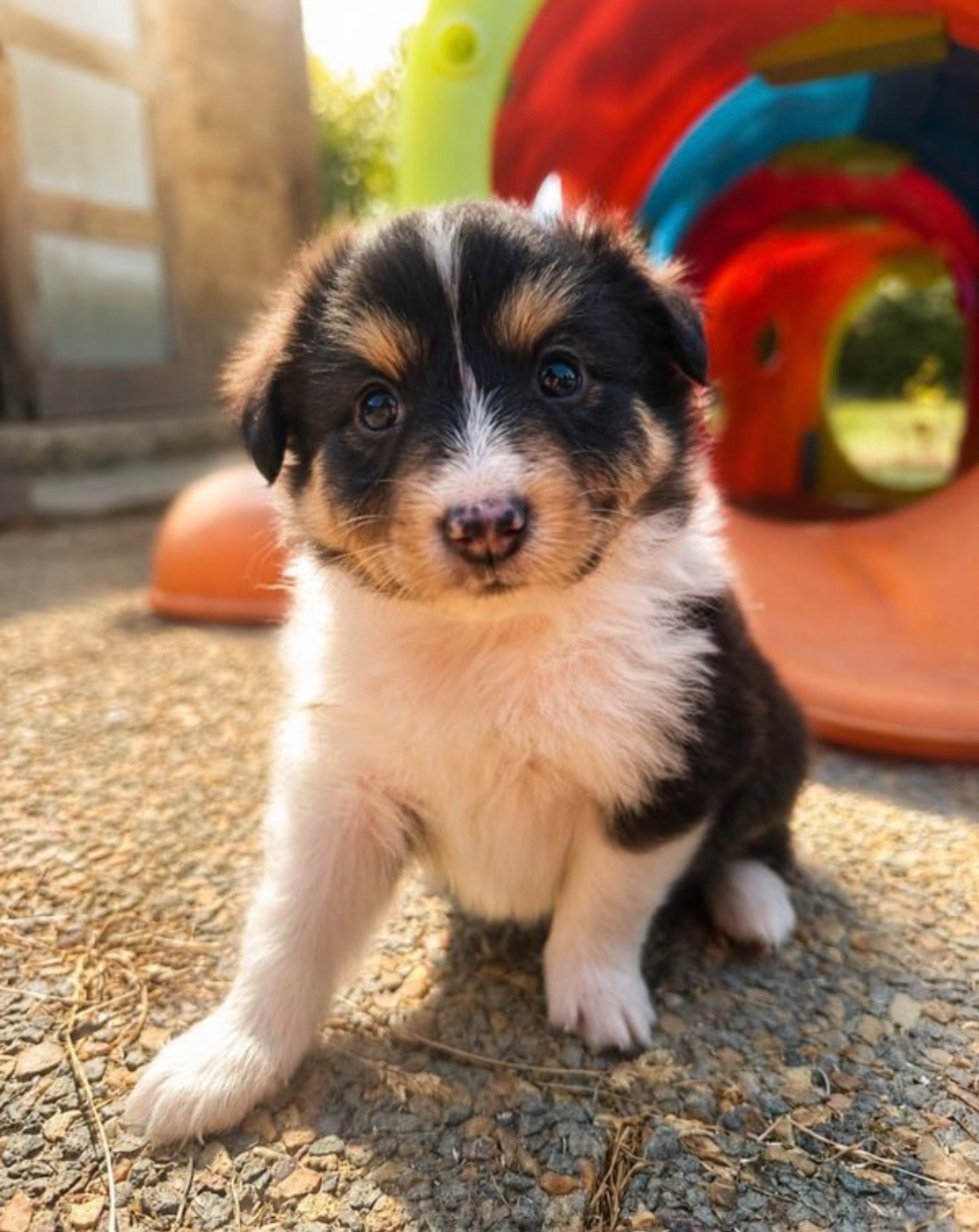 Du Domaine Des Embruns Salés - Chiots disponibles - Shetland Sheepdog