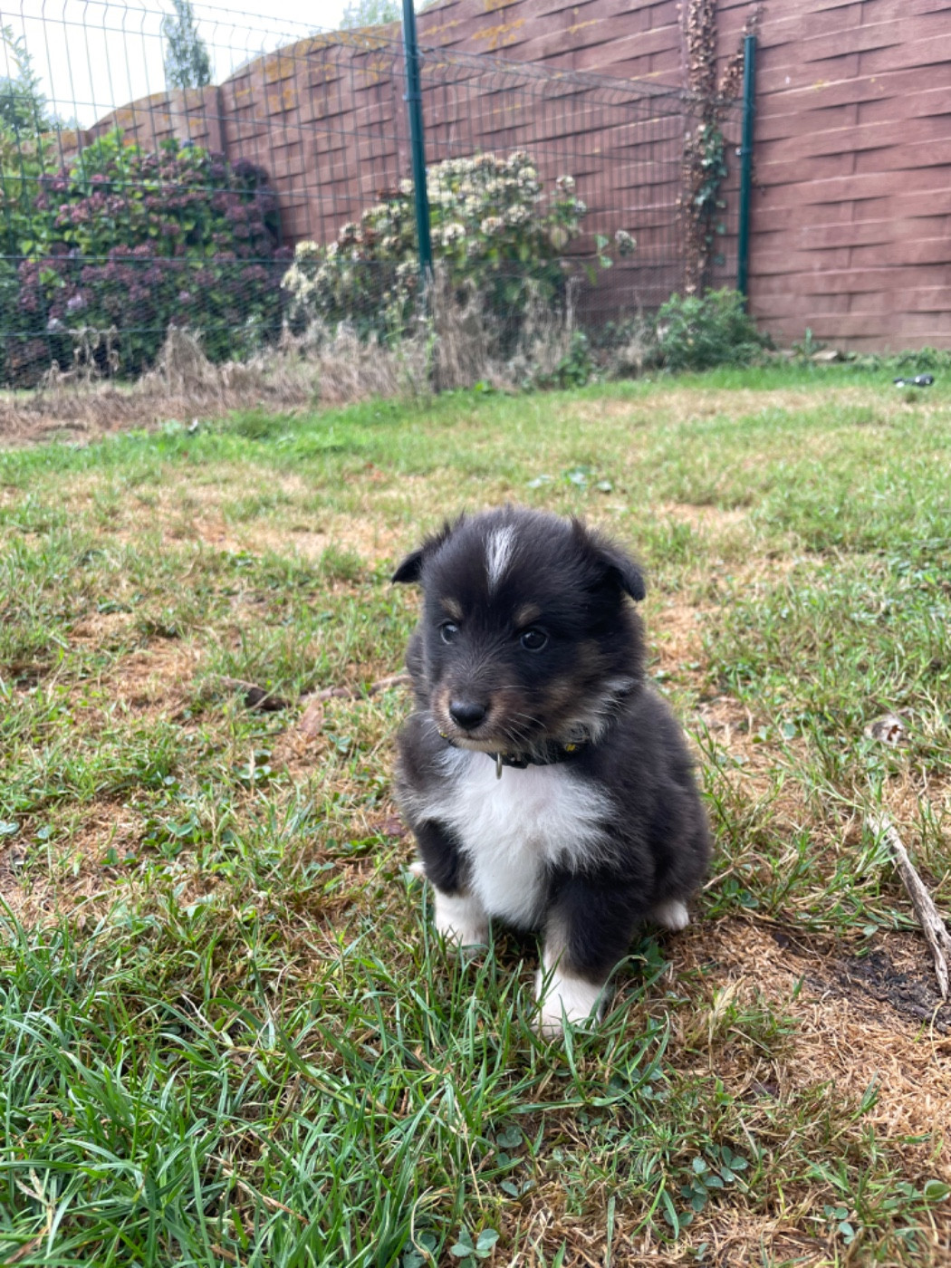 Du Domaine Des Embruns Salés - Chiots disponibles - Shetland Sheepdog