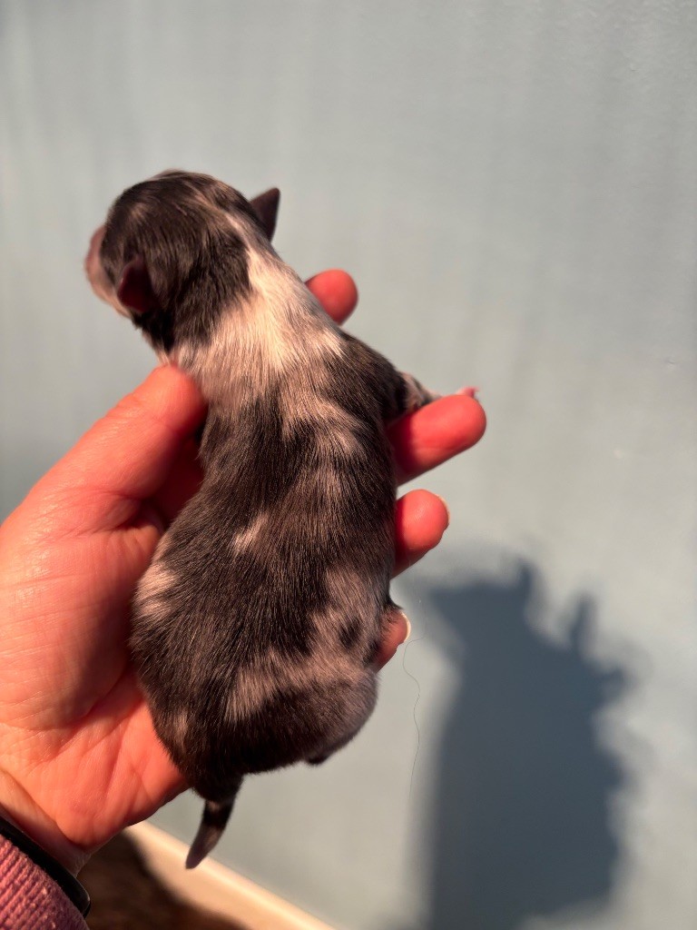 Du Domaine Des Embruns Salés - Chiots disponibles - Shetland Sheepdog