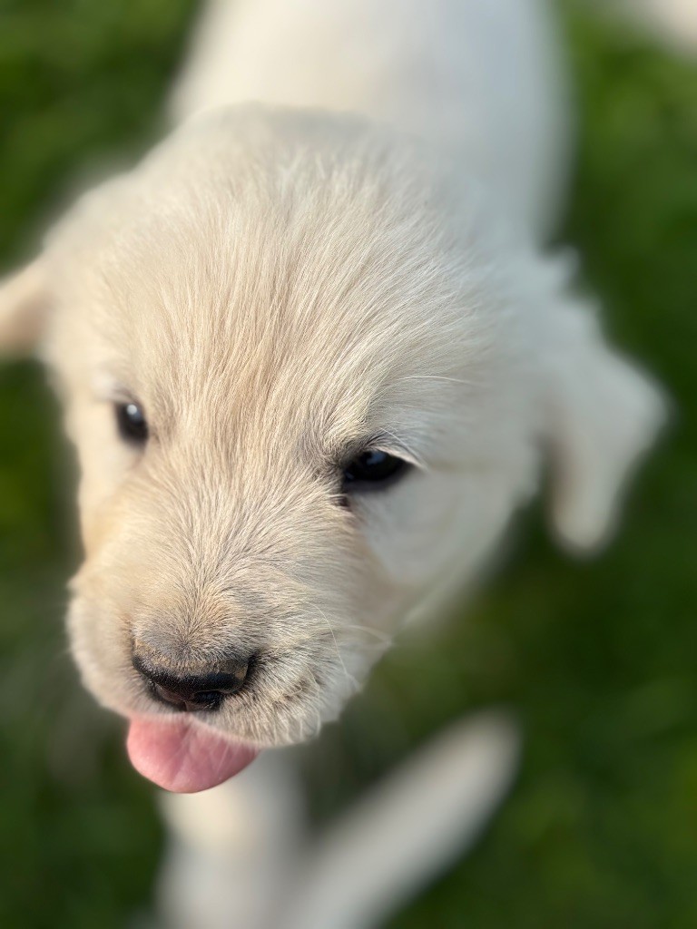 Du Domaine Des Embruns Salés - Chiots disponibles - Golden Retriever