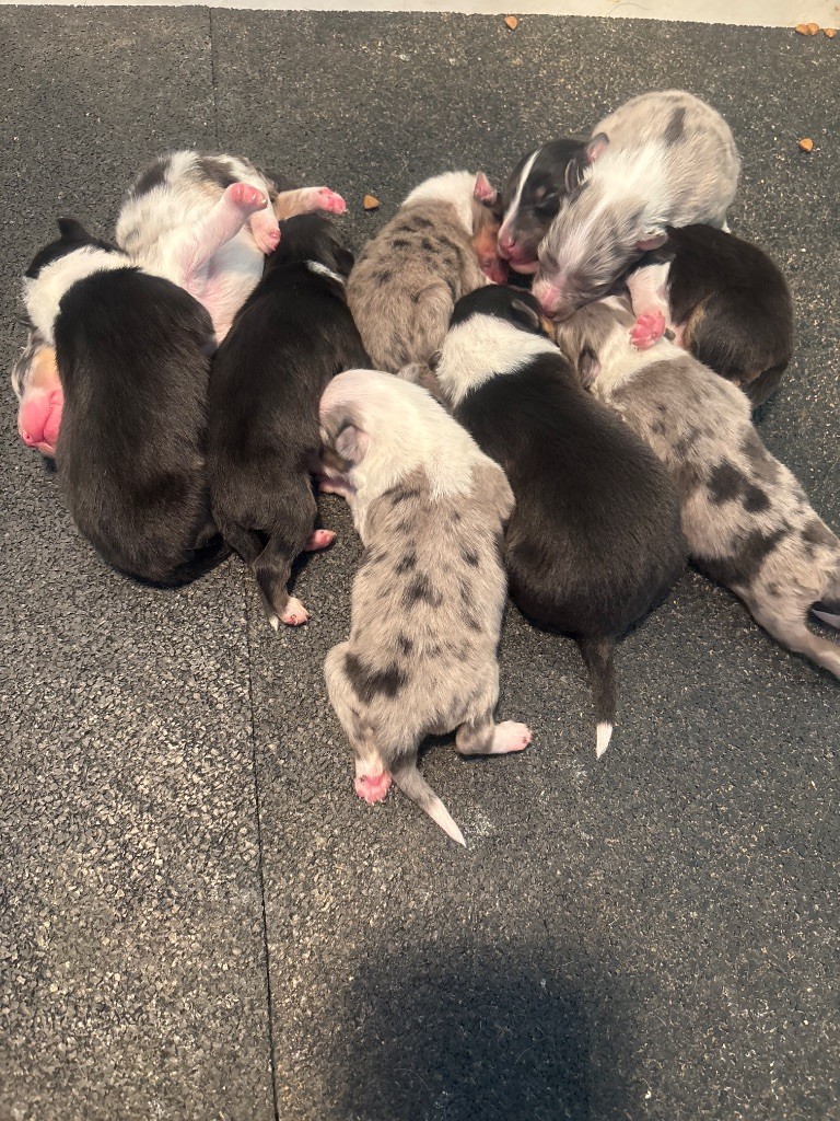 Du Domaine Des Embruns Salés - Shetland Sheepdog - Portée née le 18/09/2025