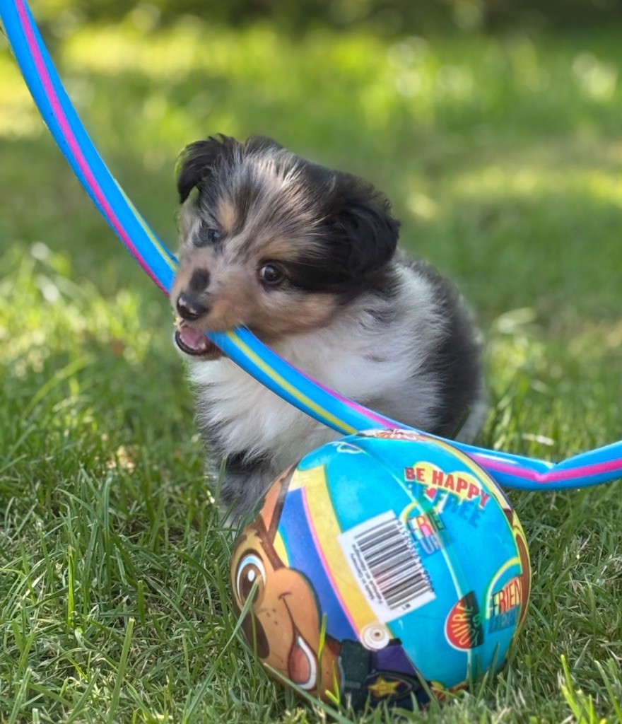 Du Domaine Des Embruns Salés - Chiots disponibles - Shetland Sheepdog