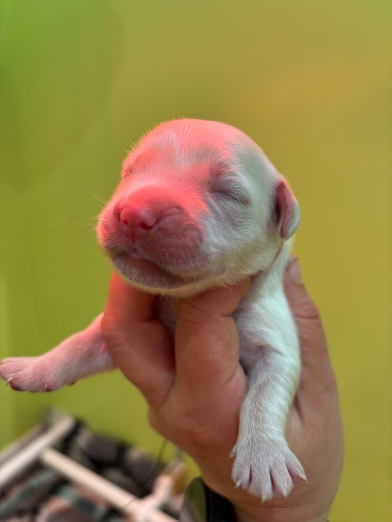 Du Domaine Des Embruns Salés - Chiots disponibles - Golden Retriever