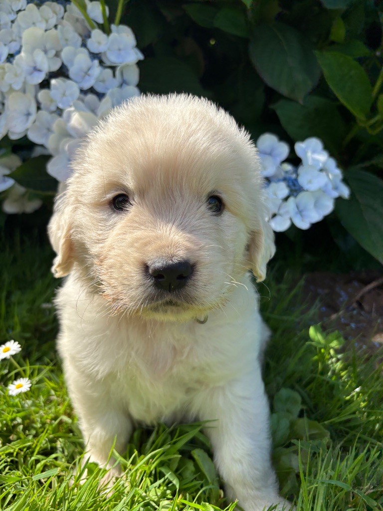 Du Domaine Des Embruns Salés - Chiots disponibles - Golden Retriever