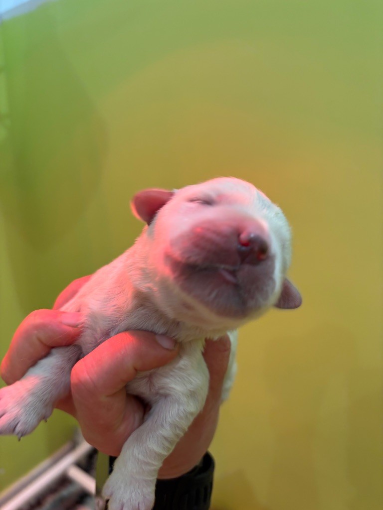 Du Domaine Des Embruns Salés - Chiots disponibles - Golden Retriever