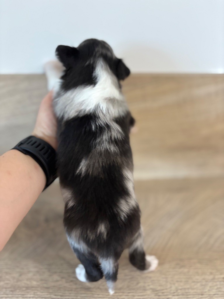 Du Domaine Des Embruns Salés - Chiots disponibles - Shetland Sheepdog