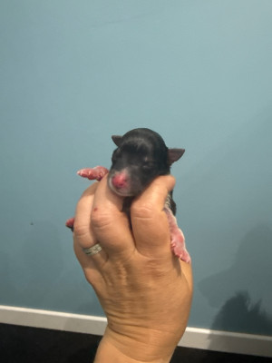 Petit male