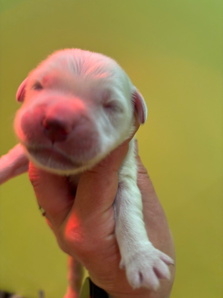 Du Domaine Des Embruns Salés - Chiots disponibles - Golden Retriever