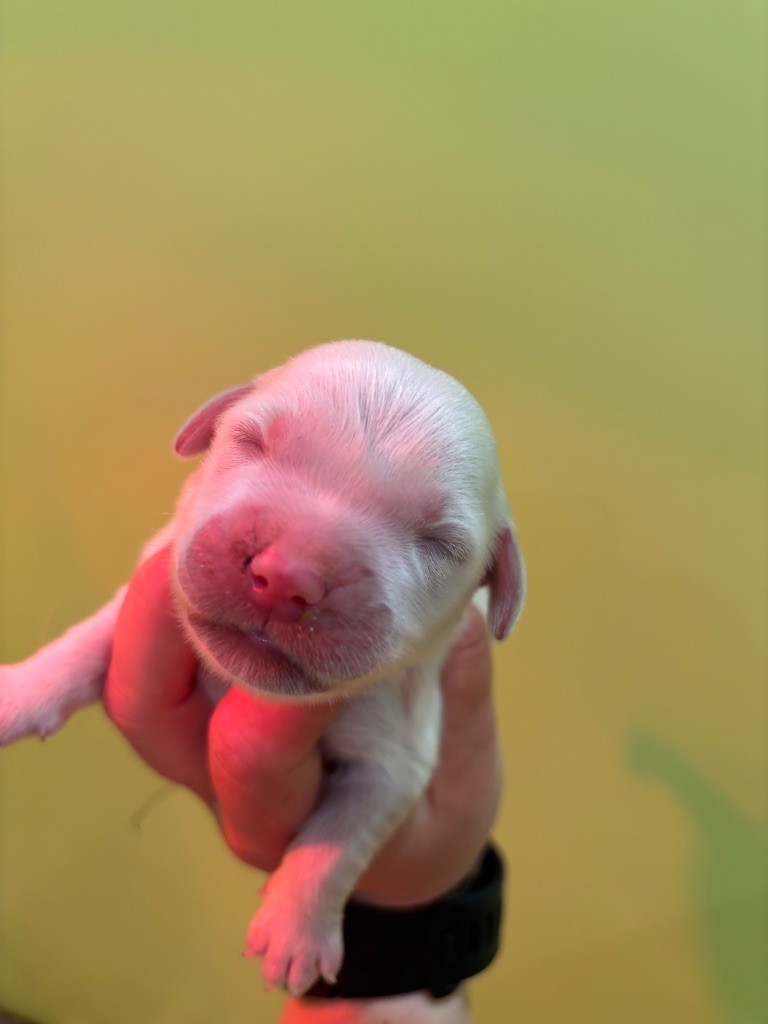 Du Domaine Des Embruns Salés - Chiots disponibles - Golden Retriever