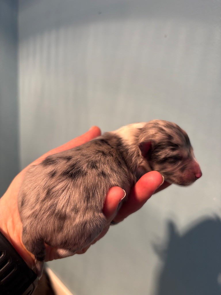 Du Domaine Des Embruns Salés - Chiots disponibles - Shetland Sheepdog