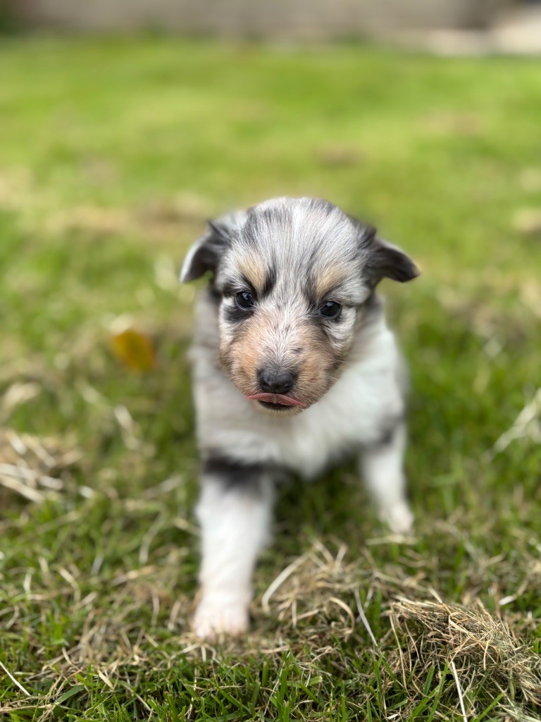 Du Domaine Des Embruns Salés - Chiots disponibles - Shetland Sheepdog